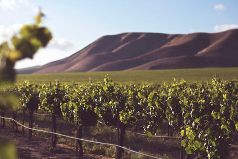 Just the Grapes — A primer on low-intervention wine